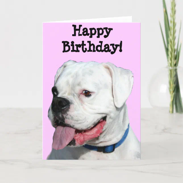 Happy Birthday White Boxer greeting card | Zazzle