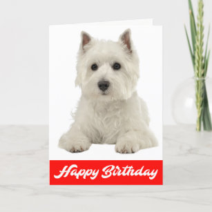 Happy Birthday White Highland Terrier Puppy Dog Card