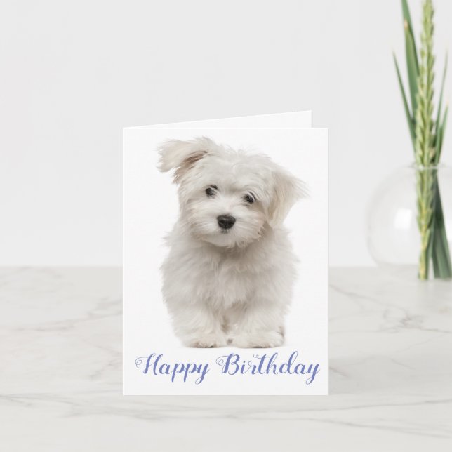 Happy Birthday White Maltese Puppy Dog Blue Card (Front)