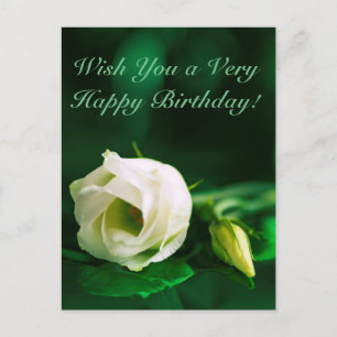 Happy birthday white rose on green postcard