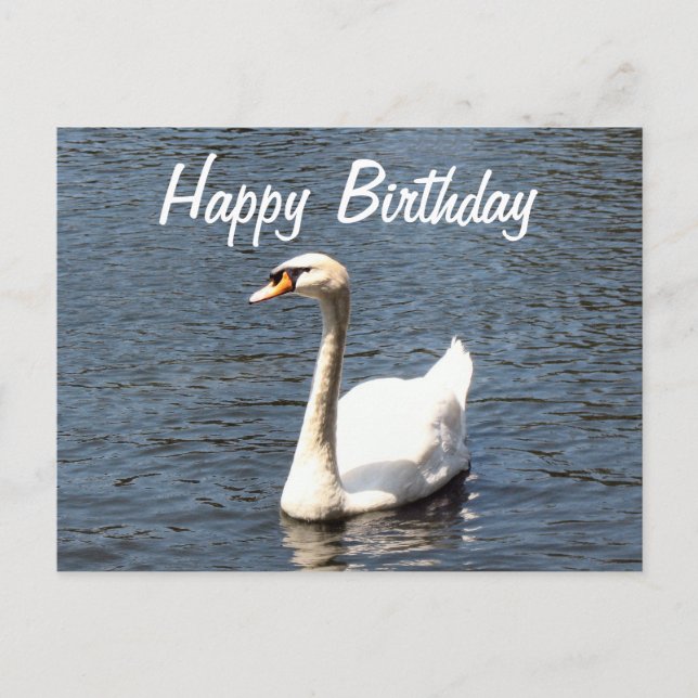 Happy Birthday white swan Postcard (Front)