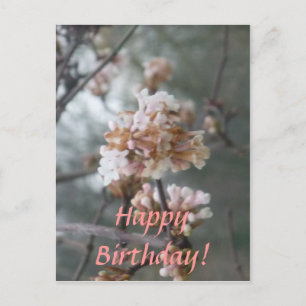 Happy Birthday! (Winter Blossom) Postcard
