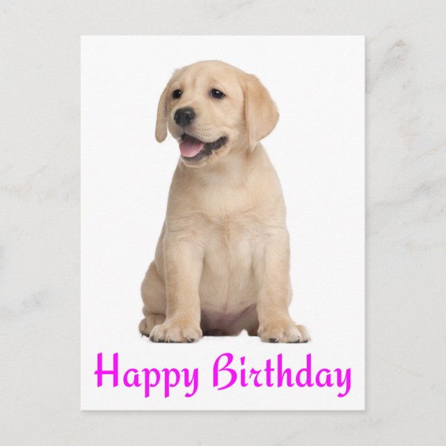 Happy Birthday Yellow Labrador Retriever Postcard (Front)