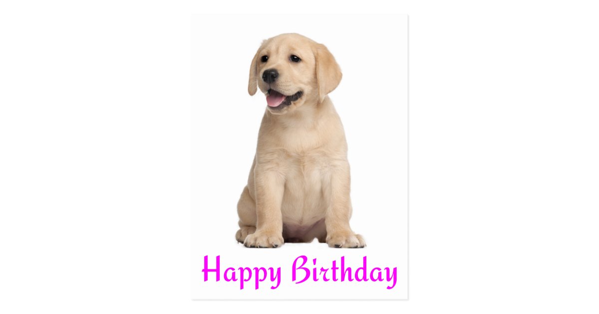 Happy Birthday Yellow Labrador Retriever Postcard Zazzle Co Uk