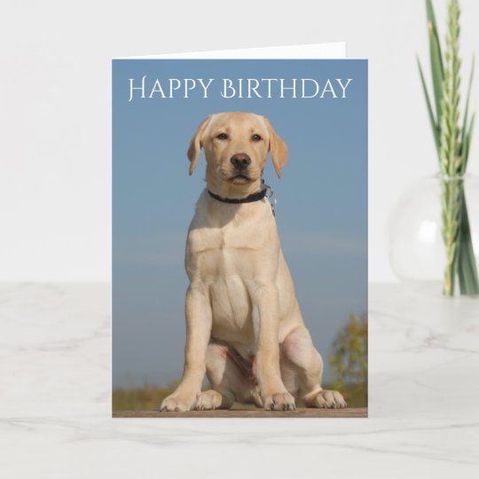 Happy Birthday Yellow Labrador Retriever Puppy Dog Card | Zazzle.co.uk