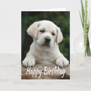 Happy Birthday Yellow Labrador Retriever Puppy Dog Card