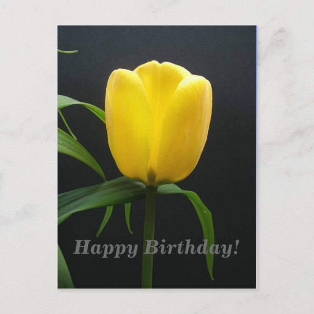 happy birthday yellow tulip flower postcard (Front)