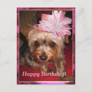 Happy Birthday Yorkie Postcard