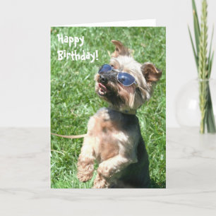 Happy Birthday Yorkshire Terrier Greeting card