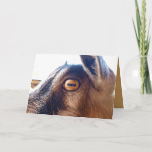 Happy Birthday You Old Goat Greeting Card