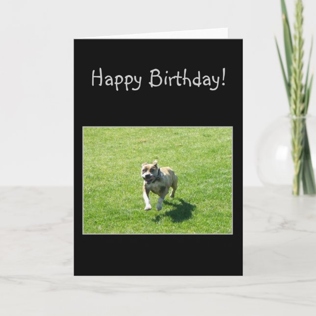Happy Bithday Pitbull greeting card (Front)
