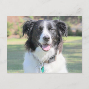 Happy Black And White Dog Closeup Postcard