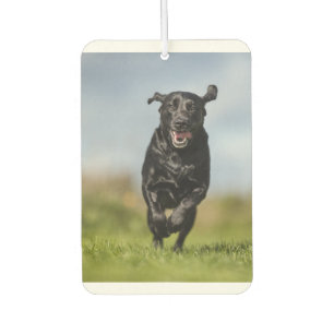 Happy Black Labrador Retriever Running Air Freshen Car Air Freshener