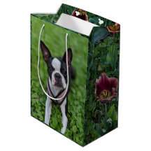Happy Boston Terrier with Flowers Photography