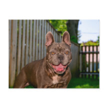 Happy Brown Bully Breed Dog Backyard Portrait