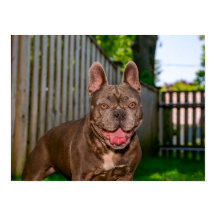 Happy Brown Bully Breed Dog Backyard Portrait