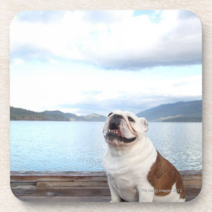happy bull dog sitting on deck near lake coaster