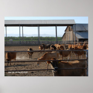 Happy California Cows Poster