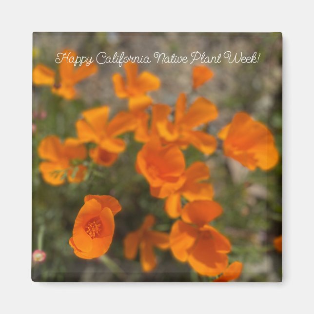 Happy California Native Plant Week! Magnet (Front)