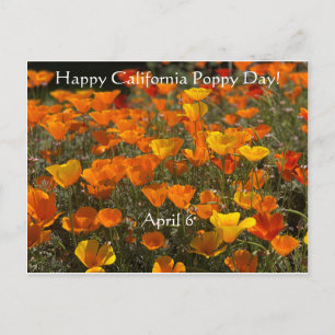 Happy California Poppy Day! Postcard