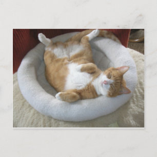 Happy Cat Postcard