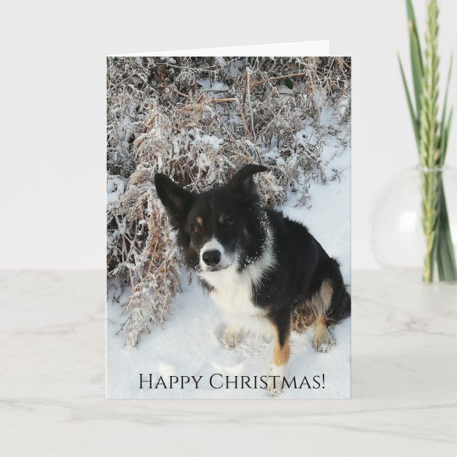 Happy Christmas Quality Photo Border Collie Card (Front)