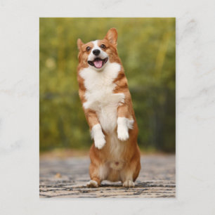 Happy Corgi Puppy Standing Photo Postcard