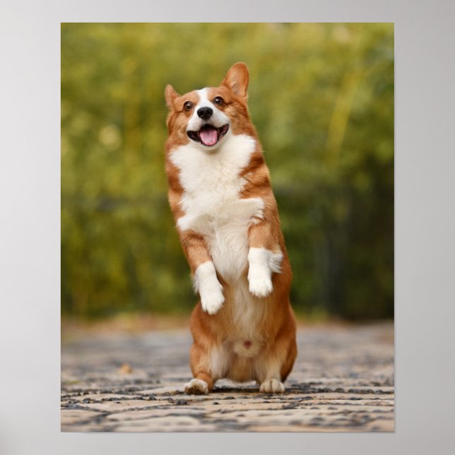 Happy Corgi Puppy Standing Photo Poster (Front)