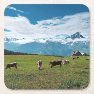 Happy Cows on the Farm in Switzerland Square Paper Coaster
