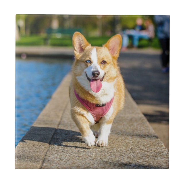Happy Cute Blue and Brown eyed corgi panting Tile (Front)