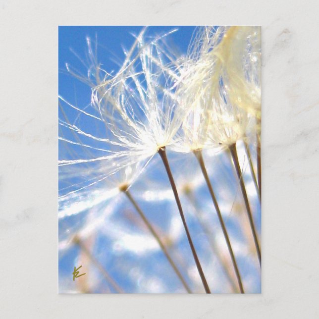 Happy, Dancing, Dandelion Poof, Stories in Nature Postcard (Front)