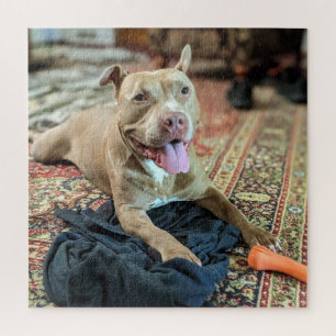 Happy Days with Smiling Pit Bull Colour Photo Jigsaw Puzzle