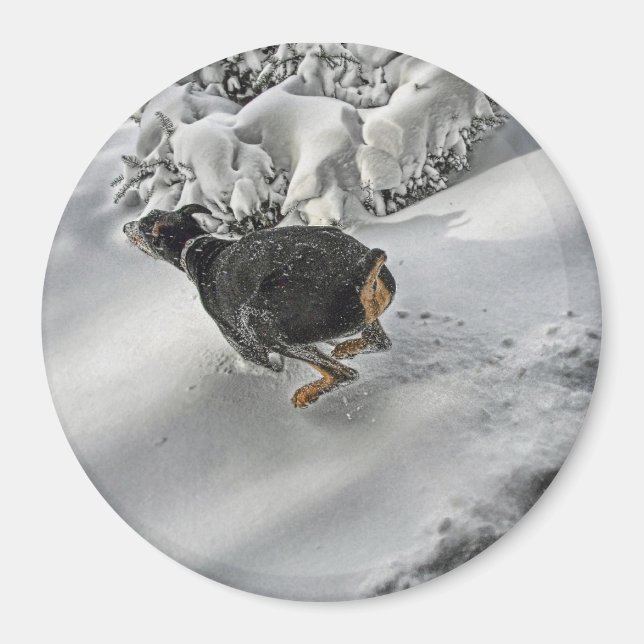 Happy Doberman in Snow Magnet (Front)