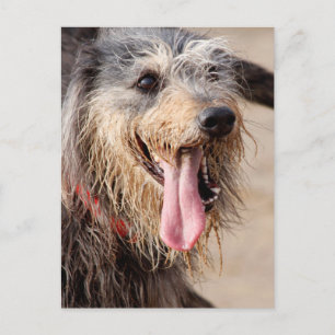 Happy dog on a beach postcard