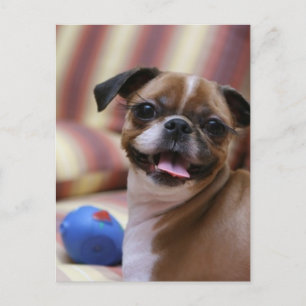 Happy Dog with Toy Postcard