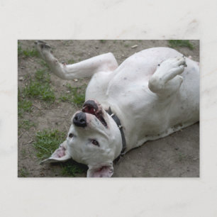 Happy Dogo Argentino Girl Postcard
