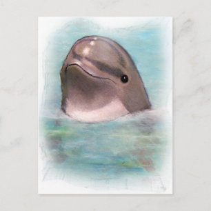 HAPPY DOLPHIN POSTCARD