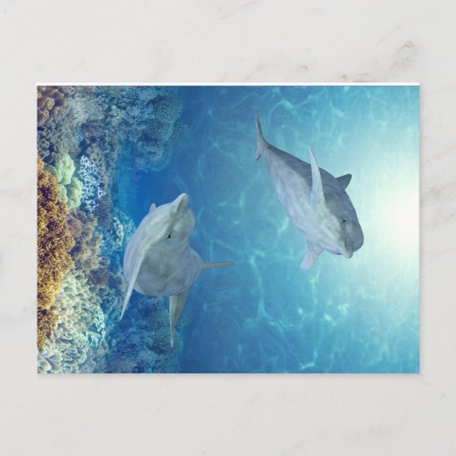happy dolphins postcard (Front)