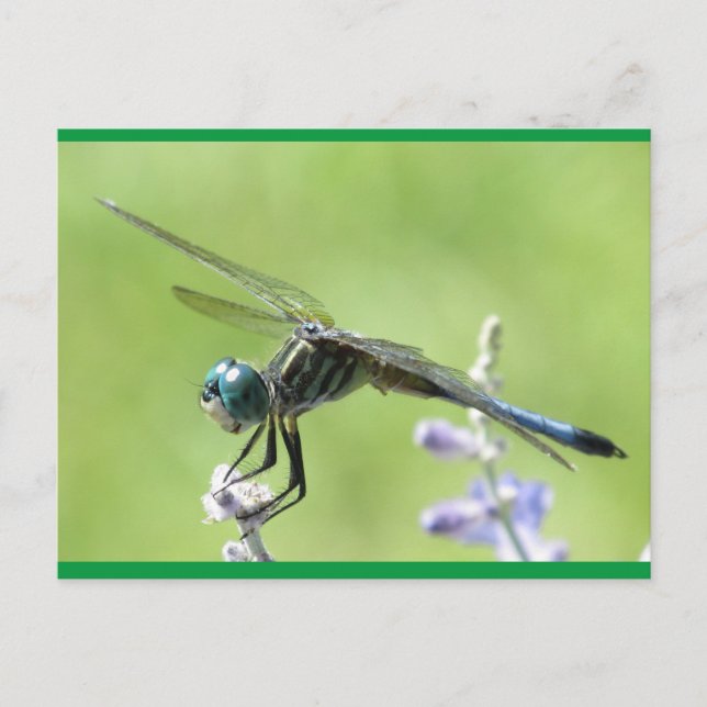 Happy DragonFly Postcard (Front)