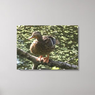 Happy Duck Canvas Print