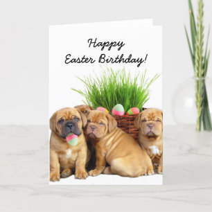 Happy Easter Birthday Dogue de Bordeaux pups card