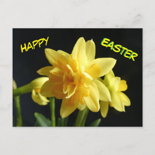 Happy Easter Double-flowered Daffodils Postcard