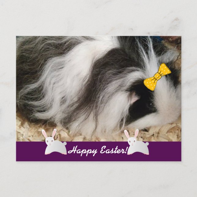 Happy Easter Guinea Pig Holiday Postcard (Front)