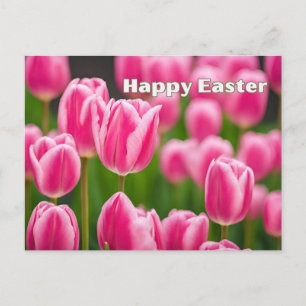 Happy Easter Pink Tulip Flowers  Holiday Postcard