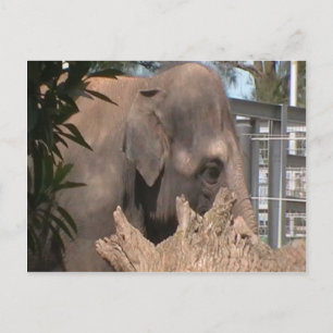 Happy Elephant Postcard