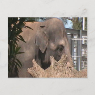 Happy Elephant Postcard