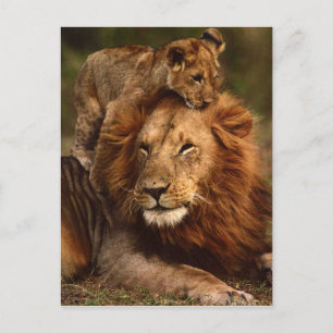 Happy Fathers Day Daddy Lion and Lion Cub Postcard