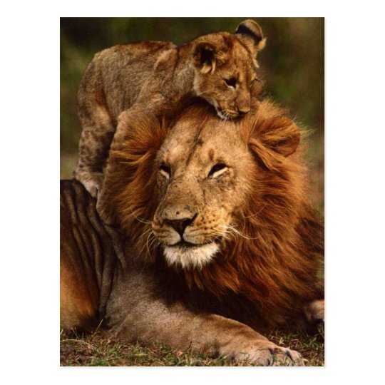 Happy Fathers Day Daddy Lion and Lion Cub Postcard