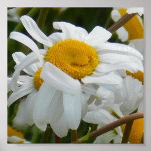 Happy Flower - Happy face smiling daisy Poster