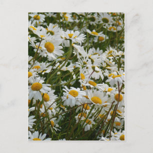 Happy Flower Meadow - Happy face smiling daisy Postcard